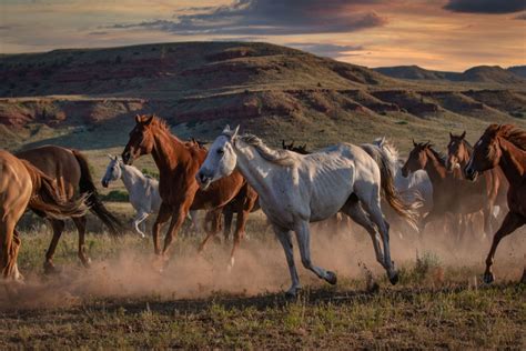 the best places to see wild mustang horses